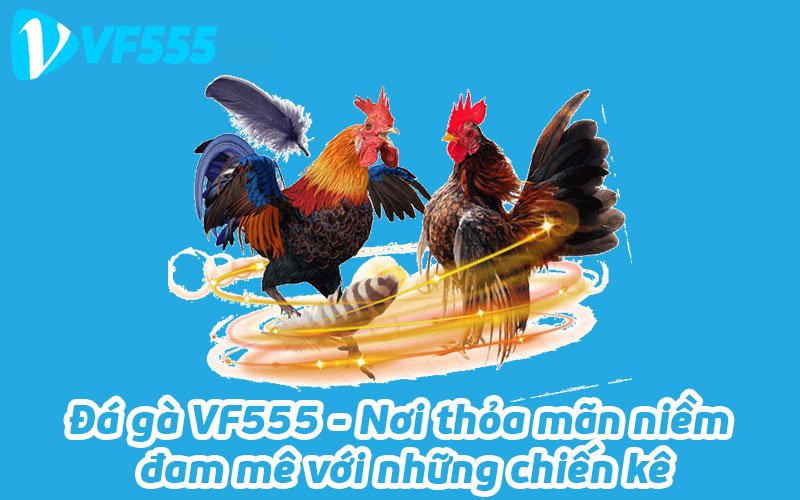 Ưu việt của các trận đá gà VF555 là như nào?